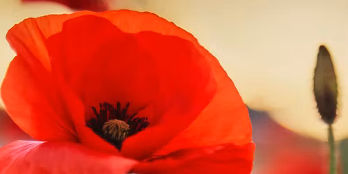 Remembrance Day Talk