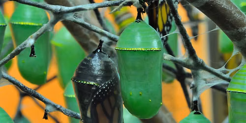 For Kids: Butterflies, Moths, and Caterpillars, Oh My!