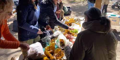 Havets Salatbar - H\u00f8sting og bruk av tang og tare