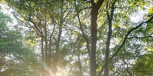 Winter Solstice Forest Bathing Experience