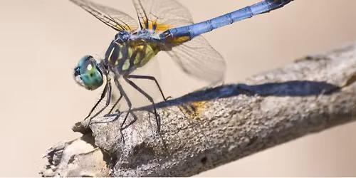 Family Workshop: Bug Bonanza!