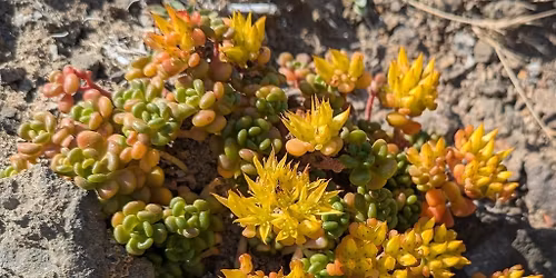 Real Gardens Grow Natives