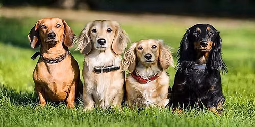 Calling all Wieners!!!!! We are having a Dachshund Pawty!