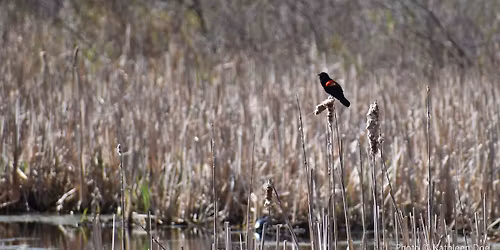 Field Trip: Spring Bird Walk at Fitzgerald Lake (Marian St. Entrance)