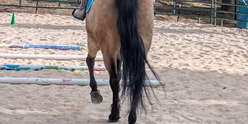 Horseback Riding Instructor Clinic