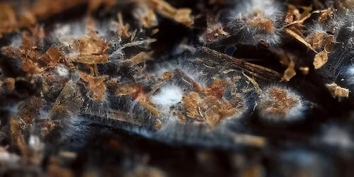 Fungi on Film - A Mini Documentary Series   - Batemans Bay Library