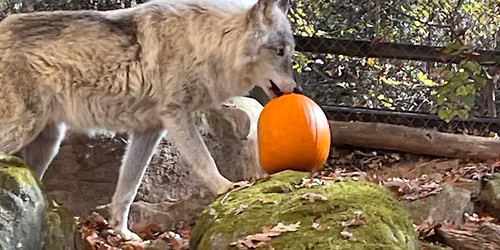 Wolf Howl-O-Ween — Outdoors & nature in Asheville, NC