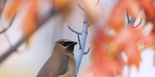 Guided Bird Walk
