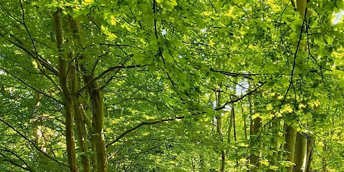 Cobham, Luddesdown & North Downs | Beginner-Friendly Hike
