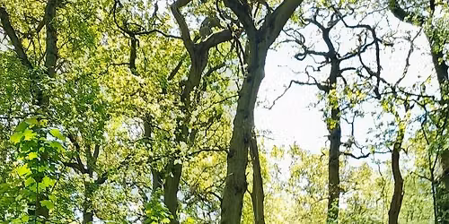 Forest Sounds 