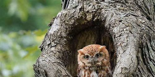 WBU Athens Bird Walk with Mark @ Sandy Creek Nature Center