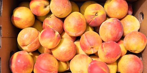 Georgia Peach Truck at Lukas Nursery