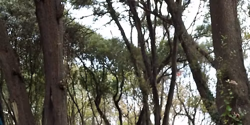 Last Immersive Breathwork - Under the Sky for 2025