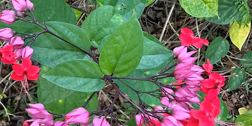 2026 Texoma Spring Garden Show
