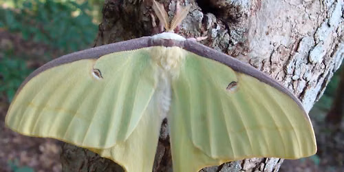 Mysterious Moths (Online)