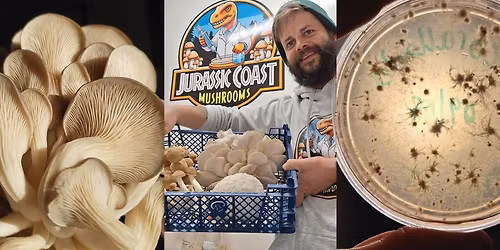 Shitake Yule Logs: Plugging workshop at Happy River for a crafty Christmas!