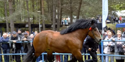 Przegl\u0105d Ogier\u00f3w Zarodowych - Wiosenne Targi Ogrodnicze 