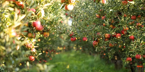 Food Forests with the Portland Food Forest Initiative at Division