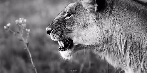 Moments in the Wild: Stories Behind the Images - Free