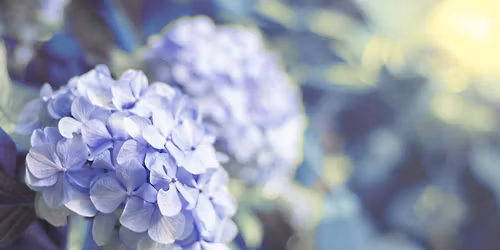 Hydrangeas and their Companion Plants Workshop