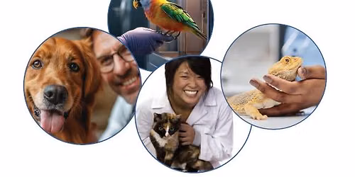 Chronic Enteropathies