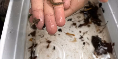 Urban Bioblitz Identification Ramble