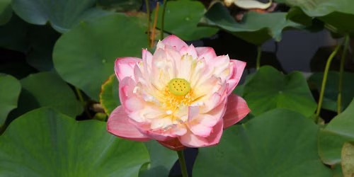 Plant Tour: The Lotus of Lan Su