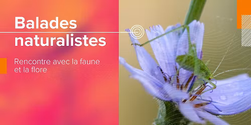 Les insectes de la R\u00e9serve