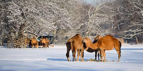Advents- & Weihnachtstouren