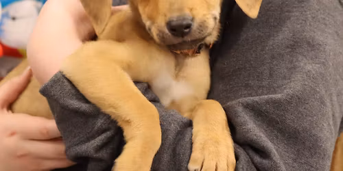 AFH ADOPTION EVENT - DULLES