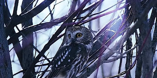 Winter Birding Series: Nocturnal Birds