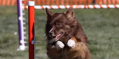 ASCA Agility Trial by Northwoods!