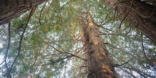 Redwoods in the Round Theater Presents: Shakespeare Staged Reading