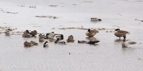 Ducks & Donuts: Waterfowl ID 101