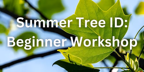Summer Tree ID 