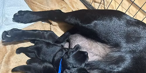 Puppy yoga - child\/adult