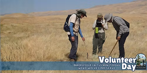 Volunteer Day: Bakersfield Cactus Monitoring -  Wind Wolves Preserve