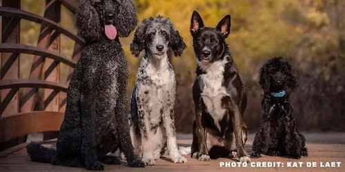 Women Owned Dog Business Networking Event & Fundraiser