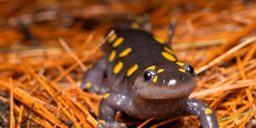 April 16 Art & Science Ft. Hilary Hawke Band