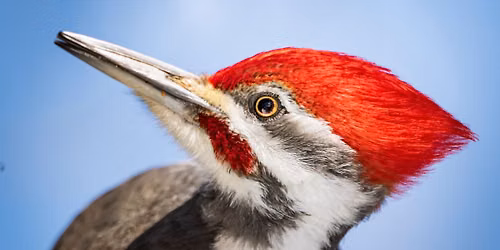 Bird Brain Trivia Night