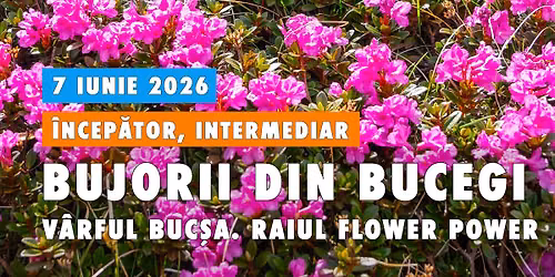 Drume\u021bie pe v\u00e2rful Buc\u0219a, la Rododendron \ud83c\udf37 \u00een Bucegi aka \u201cRaiul Flower Power\u201d