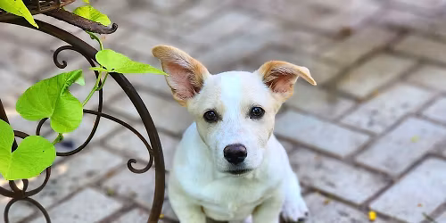 Adoption Event - Petsmart - Colorado Springs, CO