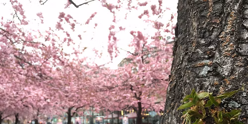 Cherry Blossom Party 2026