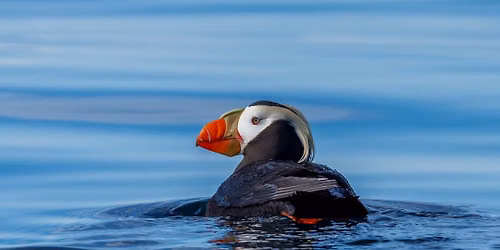 Tide Talk : Researching Washington's Endangered Seabirds: the Tufted Puffin and Marbled Murrelet