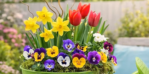 SPRING-kling Can Planter