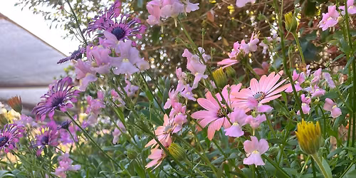 Karoo Cottage Plants Pop up Market