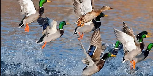 Cheyenne Ducks Unlimited Gun Frenzy