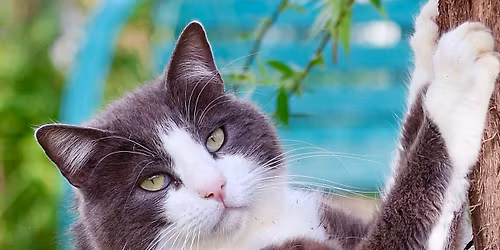 Miciottoli in festa!🥳 🥂🍕🍰🍾