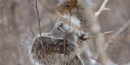 Science Stroll: Finding Warmth in Winter