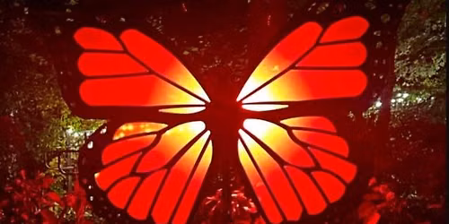 Blossom of Lights